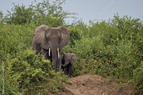 Sticker African elephant