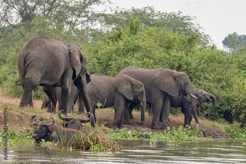 African elephant