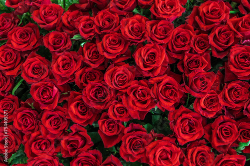 Background of red roses. Rich colors. Gardening and growing plants. Flower exhibition in Amsterdam. Background. Close-up.