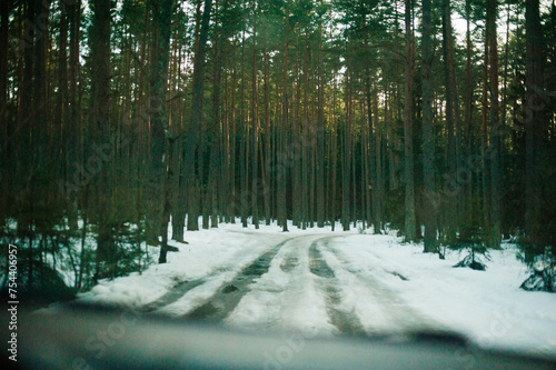 Majestic snow-covered trees stand tall in the winter landscape, creating a serene and enchanting scene