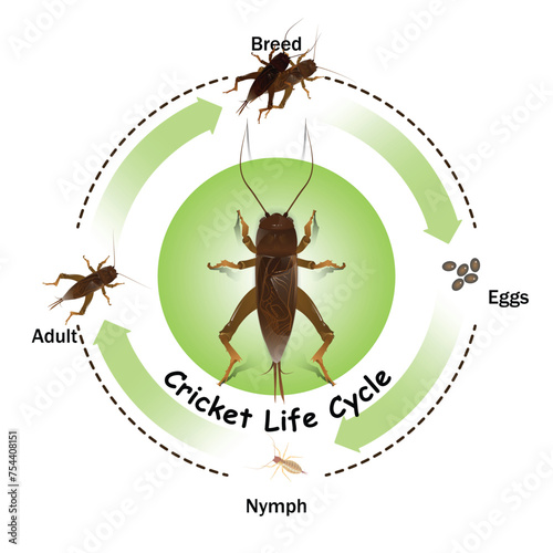 Cricket life cycle of education and science, study