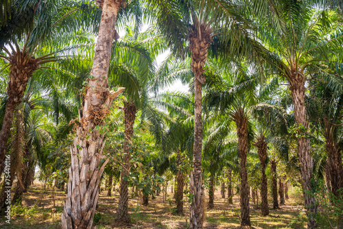 Palm oil tree plantations in India