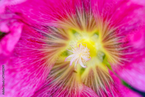 Blooming mallow in the garden in summer