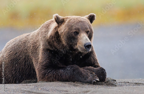 A brown bear laying on the ground