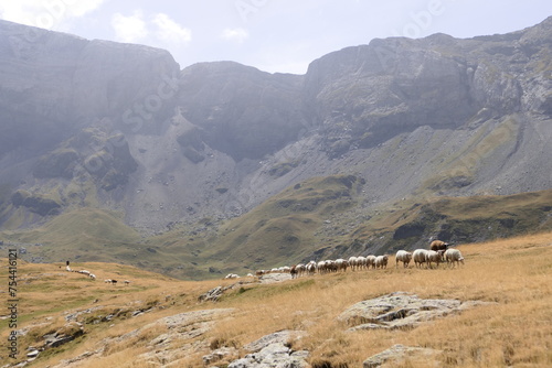 Flock of sheep in the cirque de Troumouse. Ancient glacier in the Pyrenees national park, France