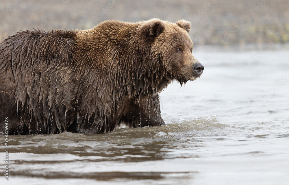 A grizzly bear in a river A grizzly bear in a river