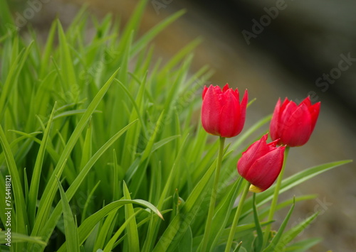 Trzy tulipany © Bastek