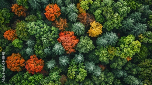 An aerial capture of seasonal changes in a deciduous forest