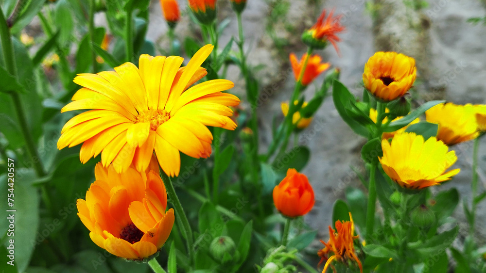 yellow blooming flowers background image