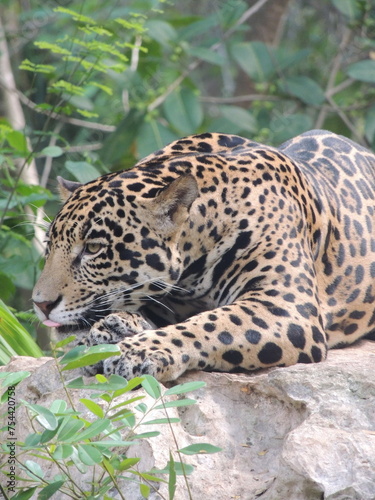 Majestic Jaguar  A Powerful Predator Relaxing on a Jungle Outcrop Amidst the Green Canopy