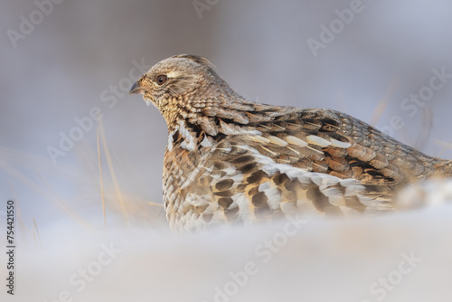 Wallpaper Mural A ruffed grouse in winter Torontodigital.ca