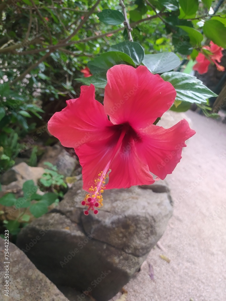 Vivid Elegance: Close-Up Capture of a Scarlet Hibiscus Flower in Full Bloom