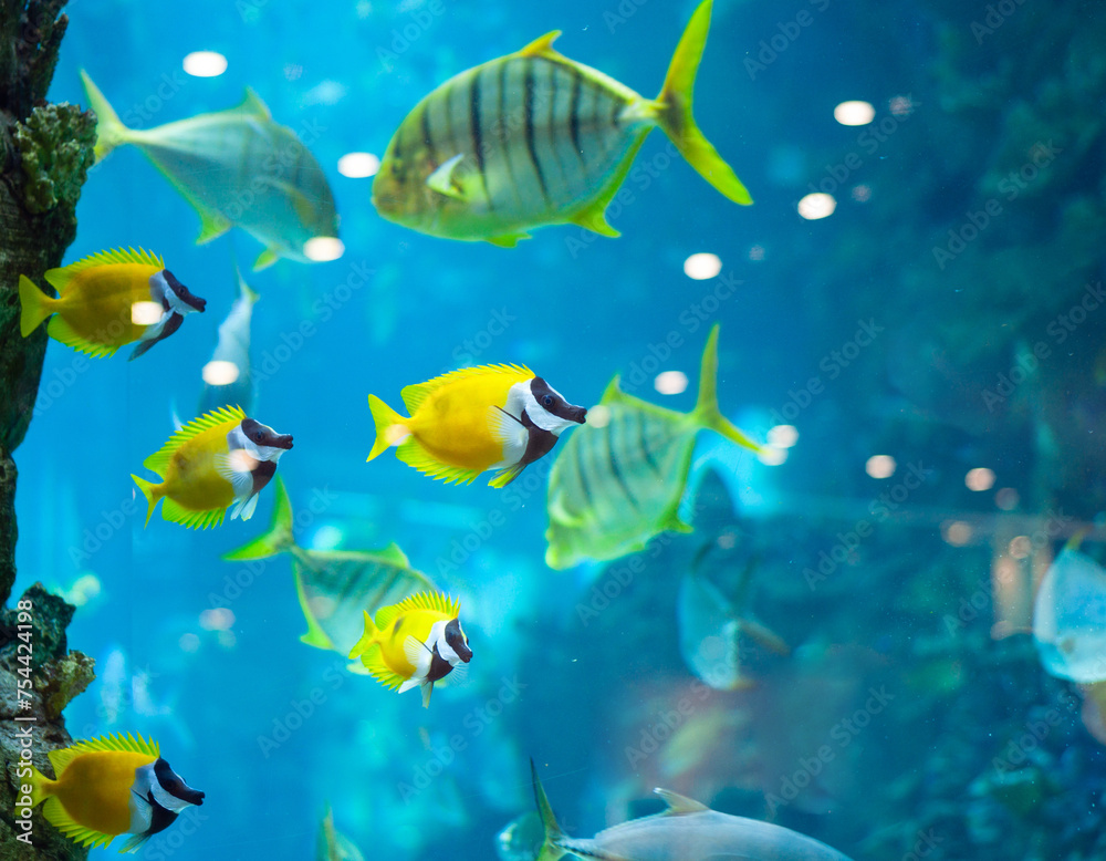 Fototapeta premium several foxface fish in blue water