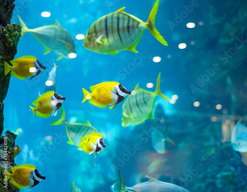 several foxface fish in blue water photo