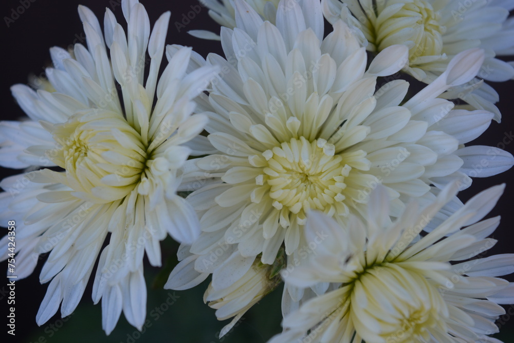 Beautiful, bright autumn blooming, white chrysanthemum flowers on a background of green leaves. Beautiful, bright autumn blooming, white chrysanthemum flowers on a background of green leaves.