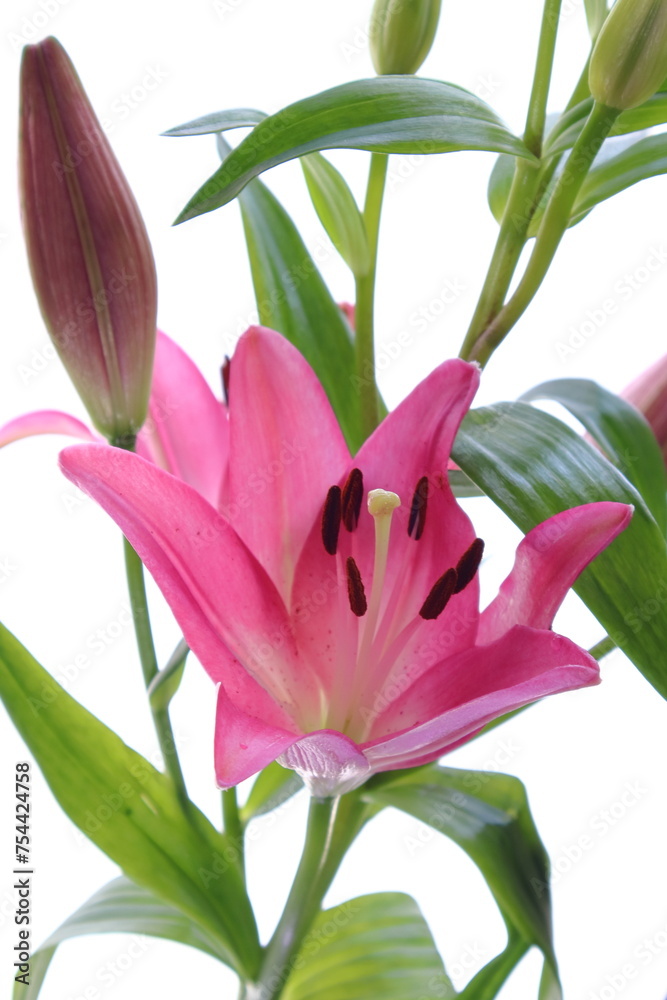 pink lily isolated on white pink lily isolated on white