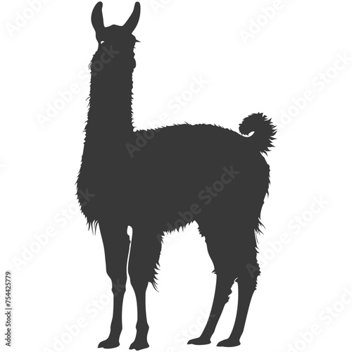 Silhouette llama animal black color only full body