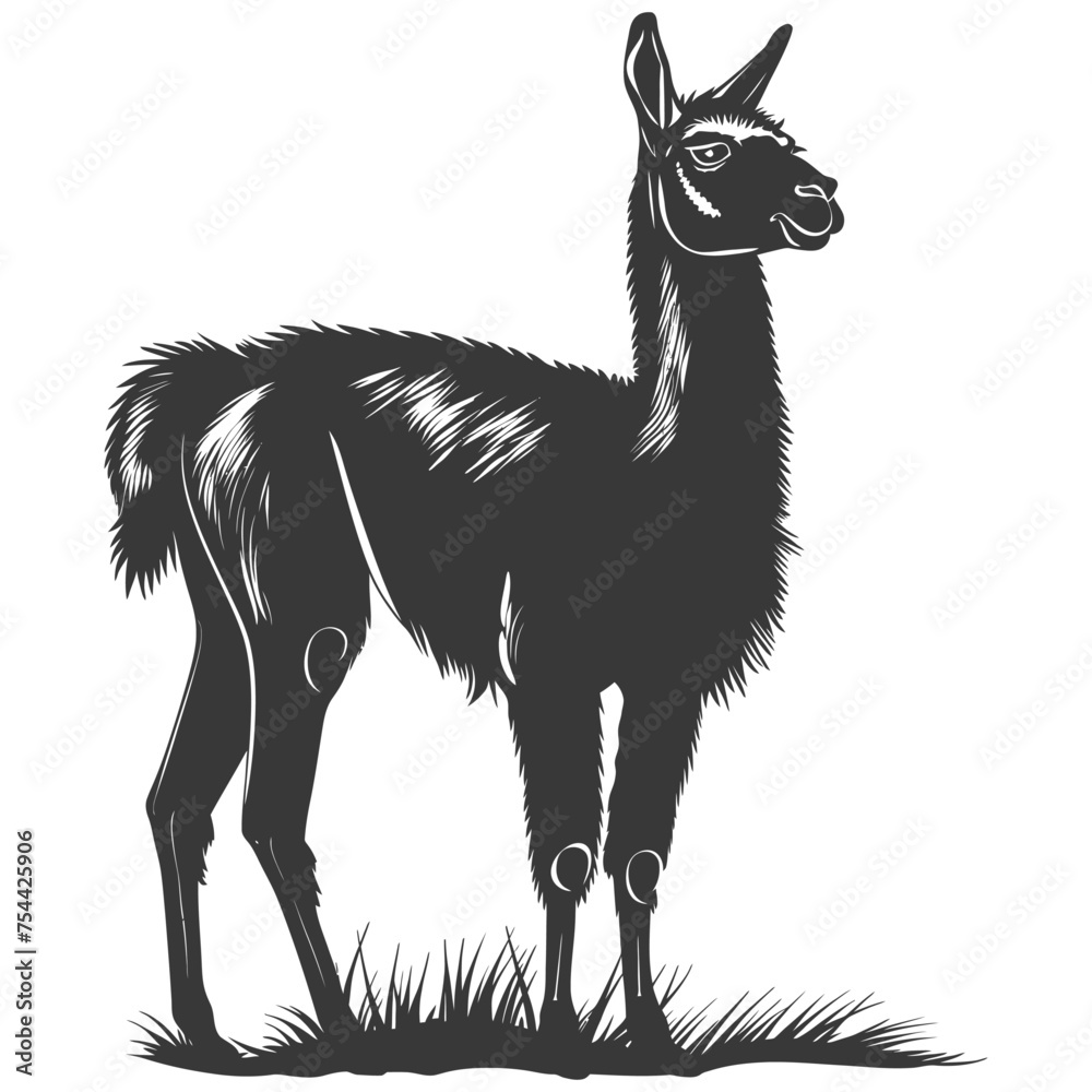 Fototapeta premium Silhouette llama animal black color only full body