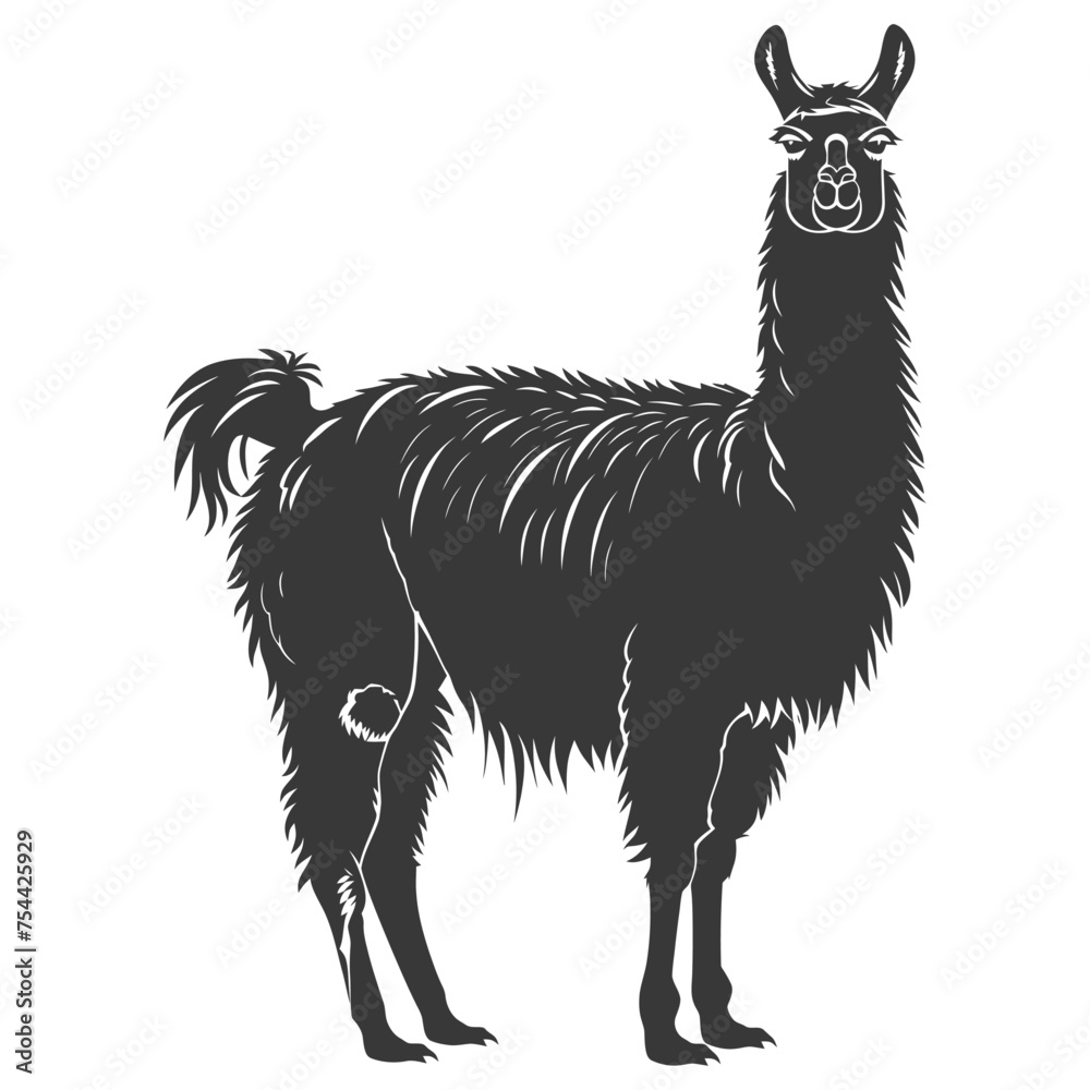 Fototapeta premium Silhouette llama animal black color only full body