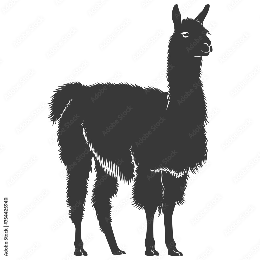 Fototapeta premium Silhouette llama animal black color only full body