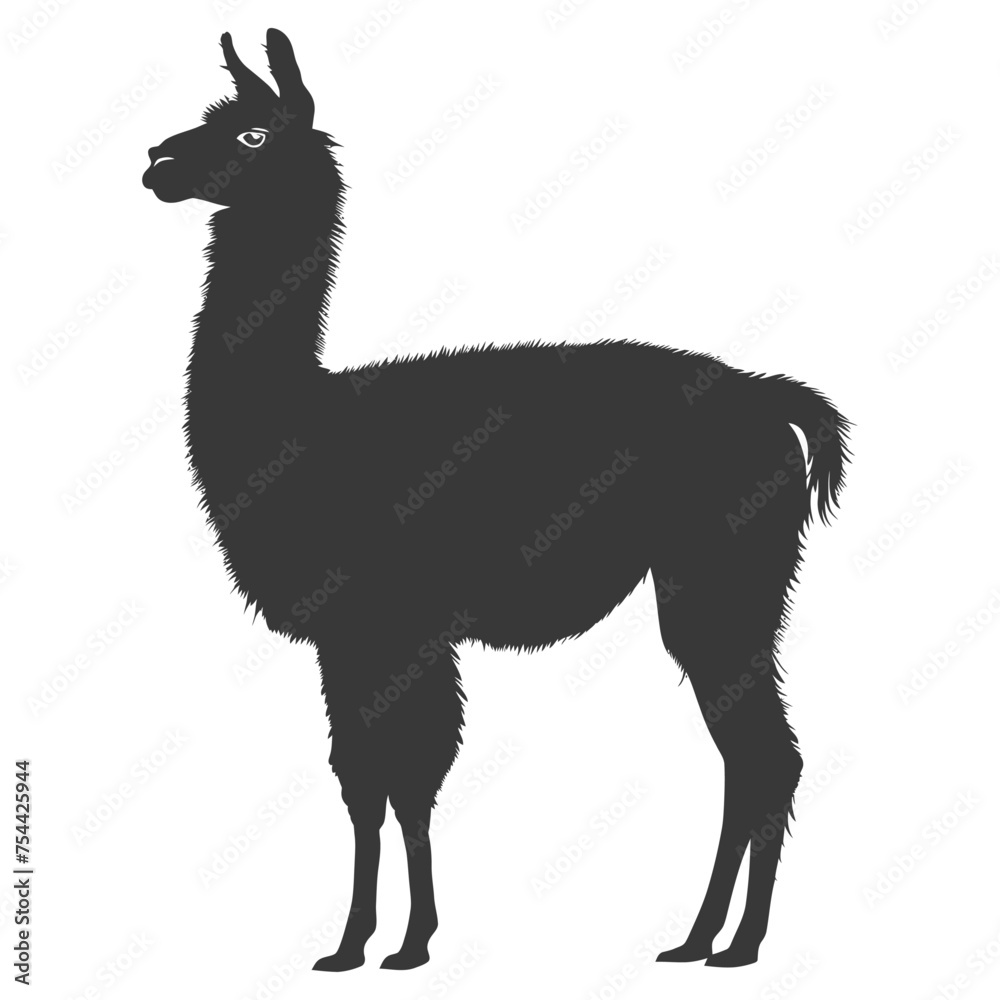 Fototapeta premium Silhouette llama animal black color only full body