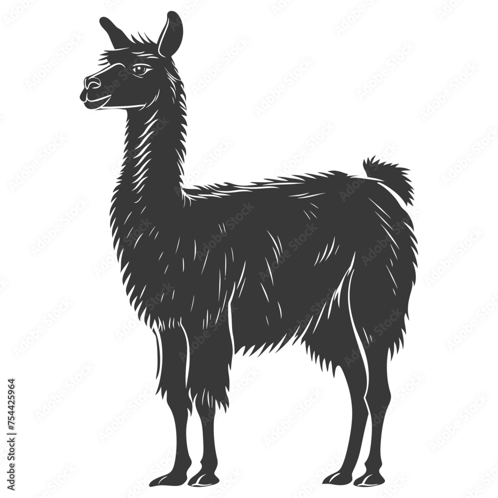 Fototapeta premium Silhouette llama animal black color only full body