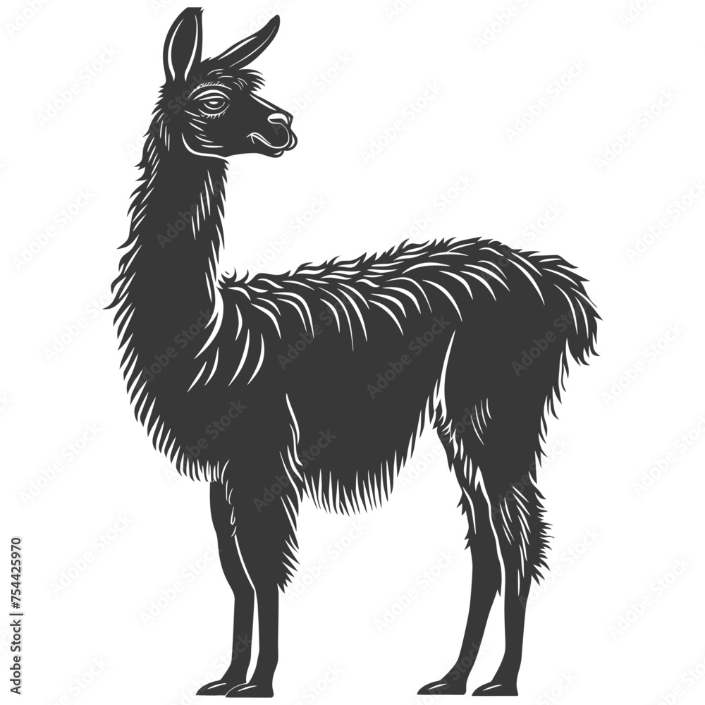 Fototapeta premium Silhouette llama animal black color only full body