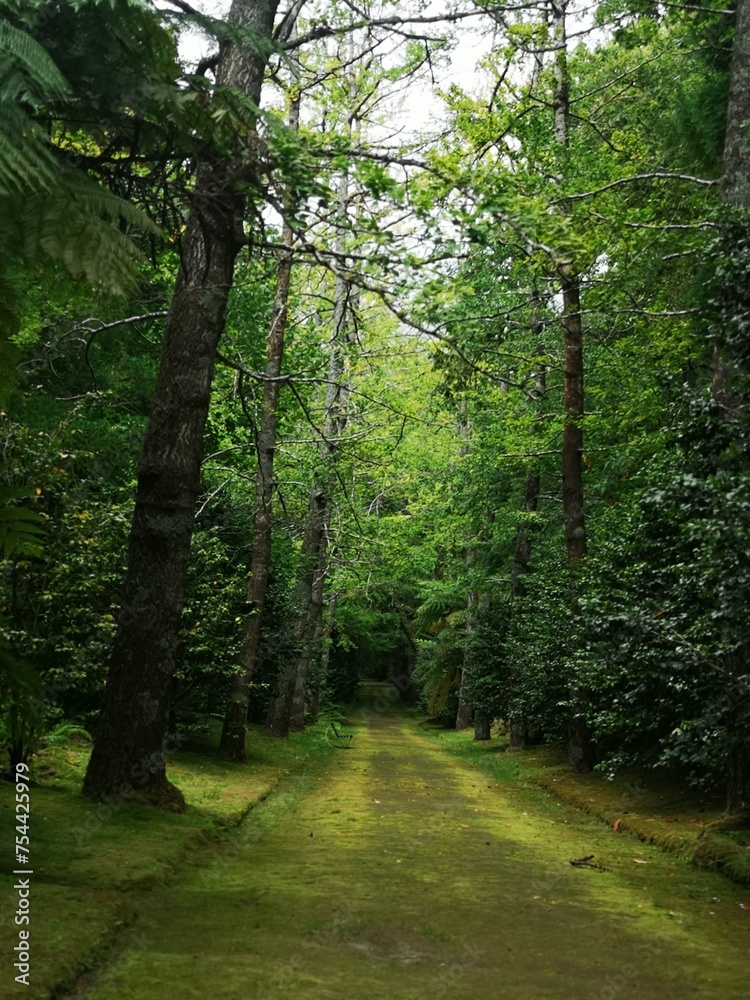 path in the forest