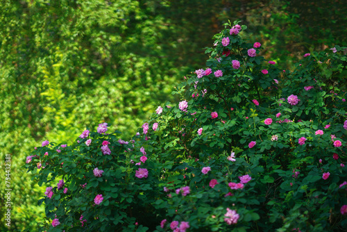 A large bush of pink roses.Park flowers.There are a lot of roses on the bush.