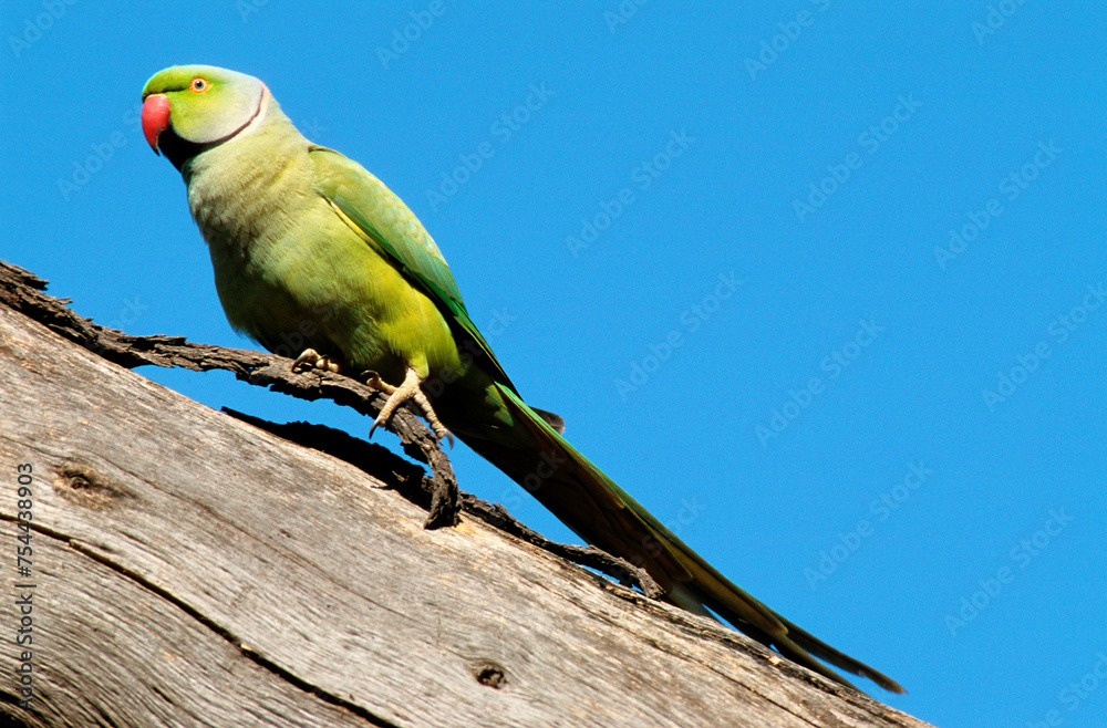 Fototapeta Perruche à collier,.Psittacula krameri, Rose ringed Parakeet , Inde