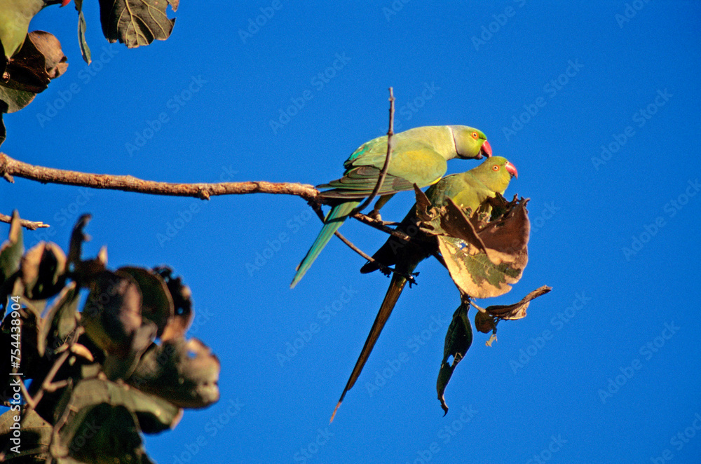 Fototapeta Perruche à collier,.Psittacula krameri, Rose ringed Parakeet , Inde