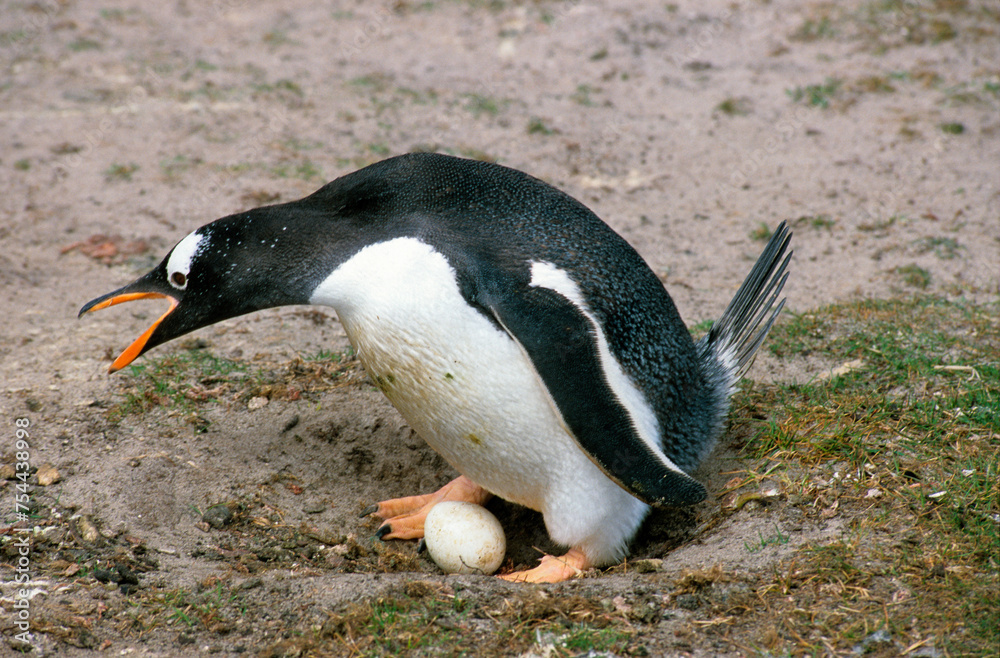 Fototapeta premium Manchot papou, nid, oeuf, .Pygoscelis papua, Gentoo Penguin, Iles Falkland, Malouines