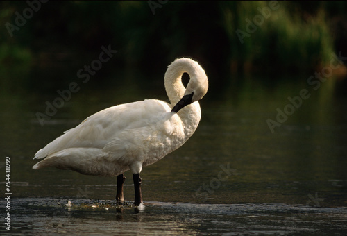 Photos Cygne trompétte, Trumpeter Swan, Cygnus buccinator, Parc national du Yellowstone