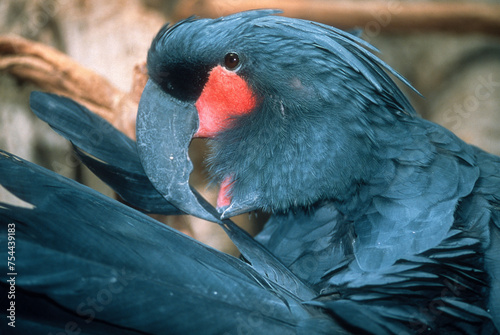 Obraz Cacatoès noir,.Probosciger aterrimus, Palm Cockatoo