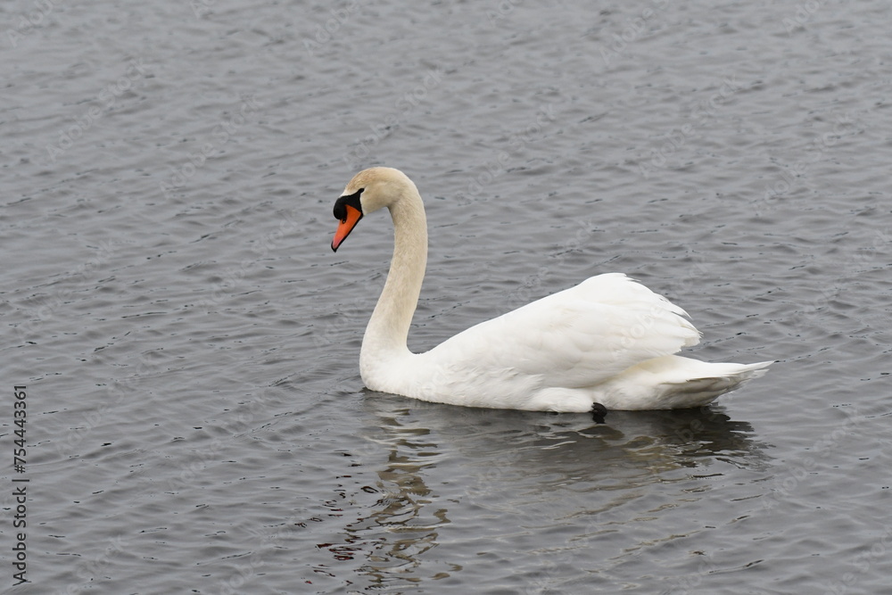 Cisne comun en el lago de Valdoviño