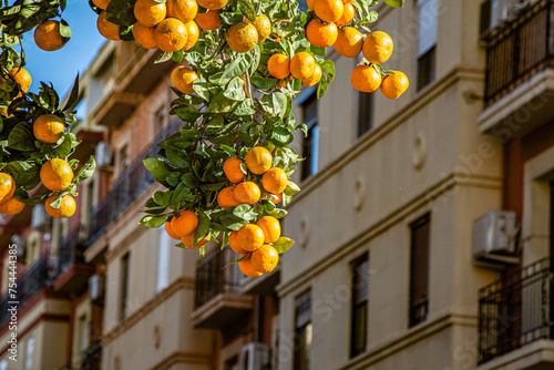 Orange Trees InValencia City Spain