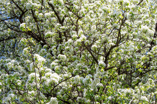 pear tree with flowers..