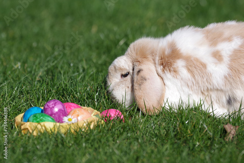 Ein Kaninchen mit Schlappohren sitzt im Garten neben einem Nest mit bunten Ostereiern