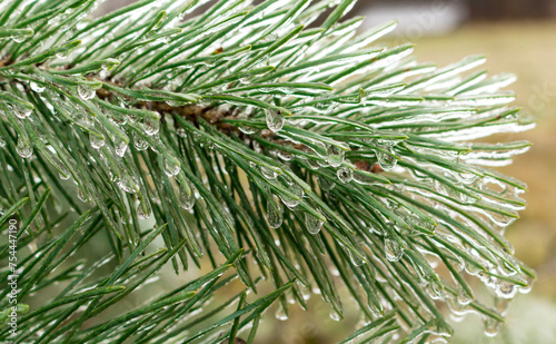 spruce branch with dew drops..