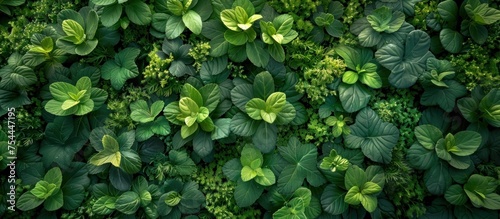 A detailed close up of a green plant with leaves covering a wall. photo