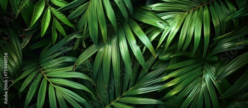 Detailed view of a vibrant green leafy plant showing intricate textures and patterns.
