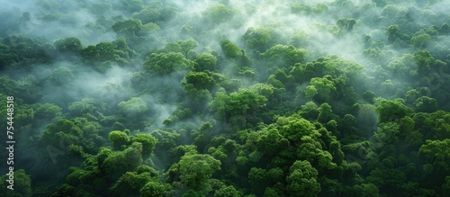 A dense forest filled with an abundance of vibrant green trees creating a thick canopy overhead.