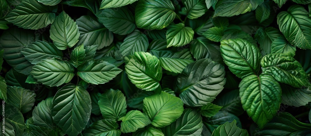 A detailed view of multiple vibrant green leaves grouped closely together, showcasing detailed textures and shades of green. A detailed view of multiple vibrant green leaves grouped closely together, showcasing detailed textures and shades of green.