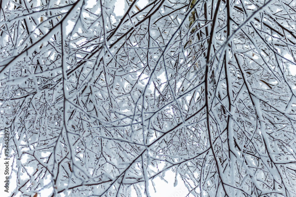 winter forest winter forest