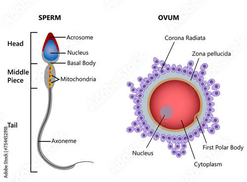 Structure of human gametes, egg (ovum), and sperm  vector illustration