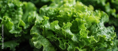 A close up of a bunch of vibrant green lettuce leaves.