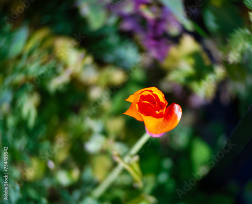 red poppy flower
