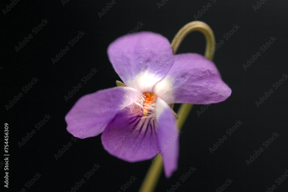 Obraz premium purple forest violet on black background