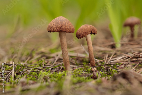 Mature Split fibrecap Pseudosperma rimosum photo