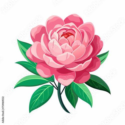 beautiful pink peony flower for decor on white background